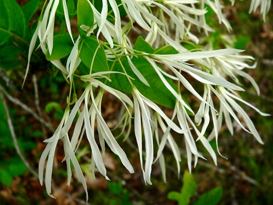 {Chionanthus virginicus}